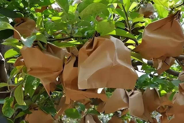 Dos diseños de bolsas protectoras de frutas (Mango de cuchillo y Boca plana) y su aplicación frutas