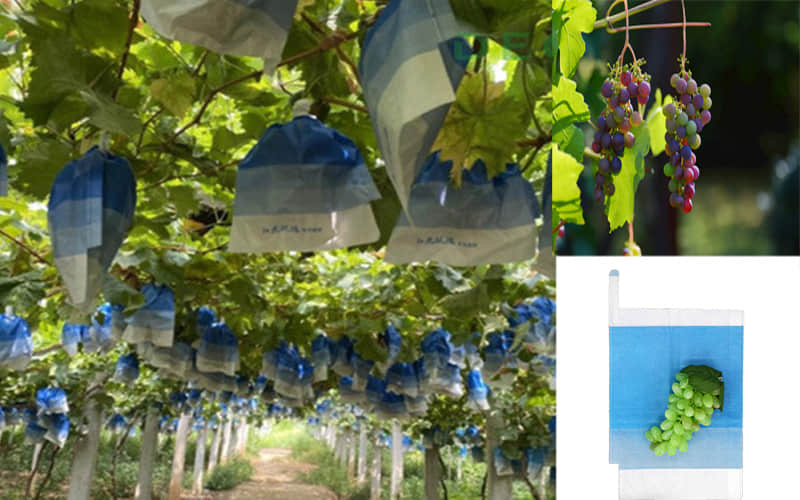 Máquina envasadora de bolsas para uvas: Cómo elegir el color adecuado